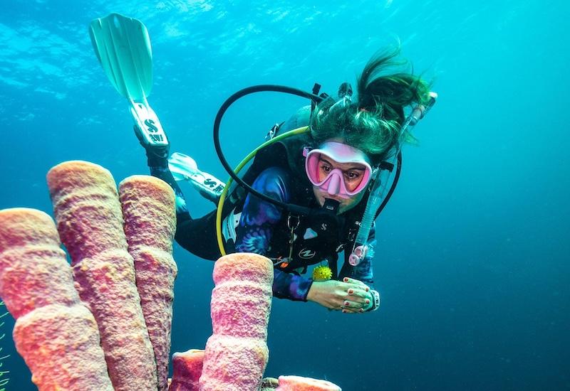 A scuba diver swims underwater near large pink sea sponges. The diver is wearing a wetsuit, mask, and flippers, with a diving tank on their back. Bubbles rise around them in the clear blue water.